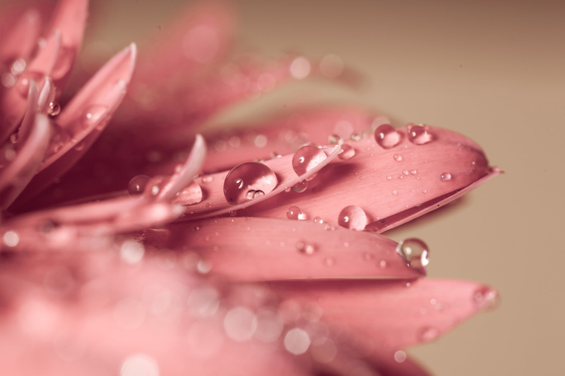 5K, flowering plant, macro, graceful, rain, red, beauty, water, close-up, color Image, water Lily, beauty In Nature, single Flower, flower Head, vulnerability