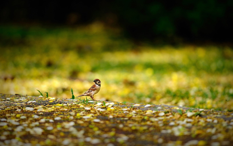 bird, plant, background, one animal, grass, land, yellow, nature, animals in the wild, tree, 1080P, no people, Sparrow, animal themes, vertebrate
