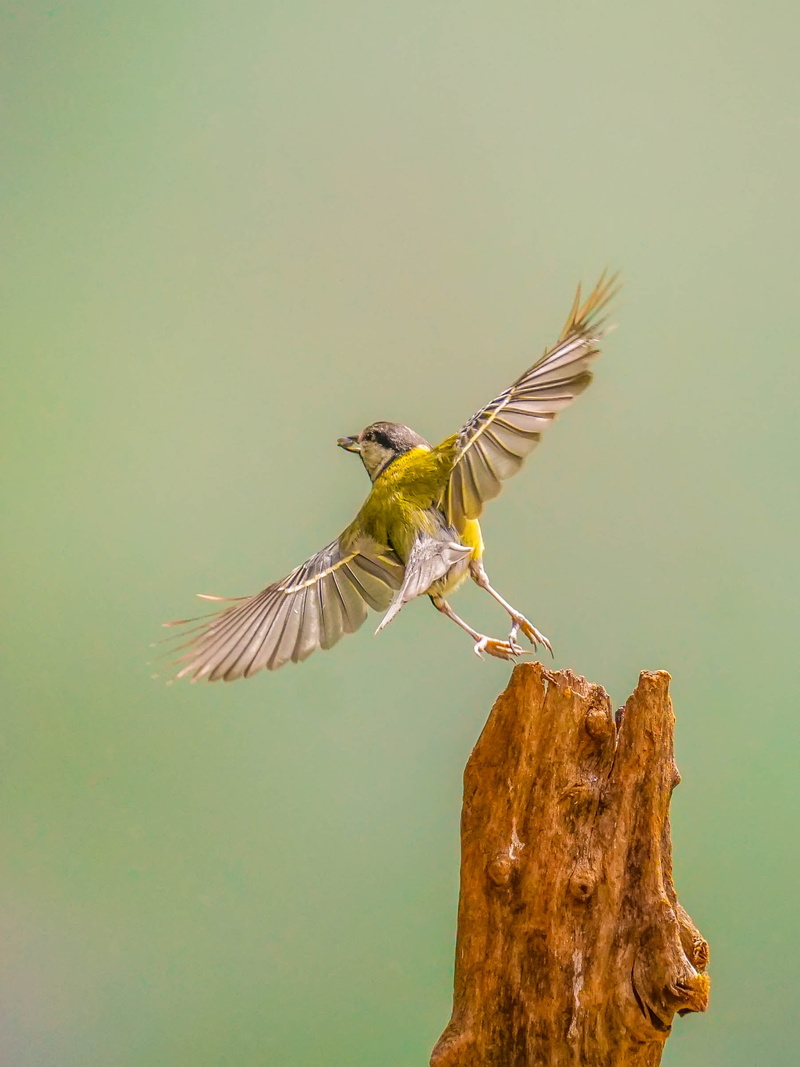 Pirouette, bird, bird Watching, beak, bird  bird, nature, hummingbird, action, flying, yellow, wildlife, shot, feather, gray, animal, animal Wing, 1080P