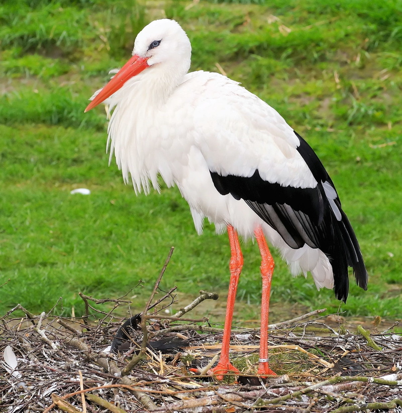 animal, land, white color, storchennest, large beak, perching, vertebrate, white, branch, no people, white Stork, plumage, tree, feather, germany, long