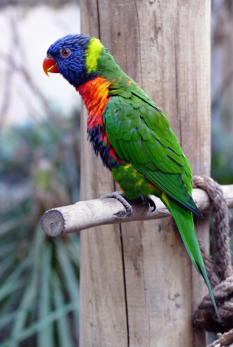 brown wood, feather, yellow, animals in the wild, blue, multi Colored, scarlet macaw, color, outdoors, no people, lorikeet, billed, sitting, tree, day