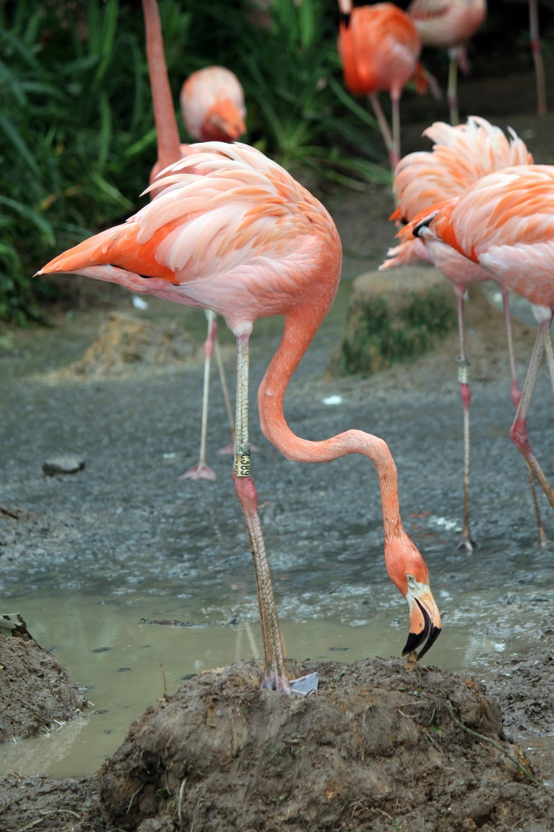 no people, wilderness, mammal, avian, day, pink Color, feather, focus on foreground, flamingos, fly, rock, animals In The Wild, flock, animal, lake, wild