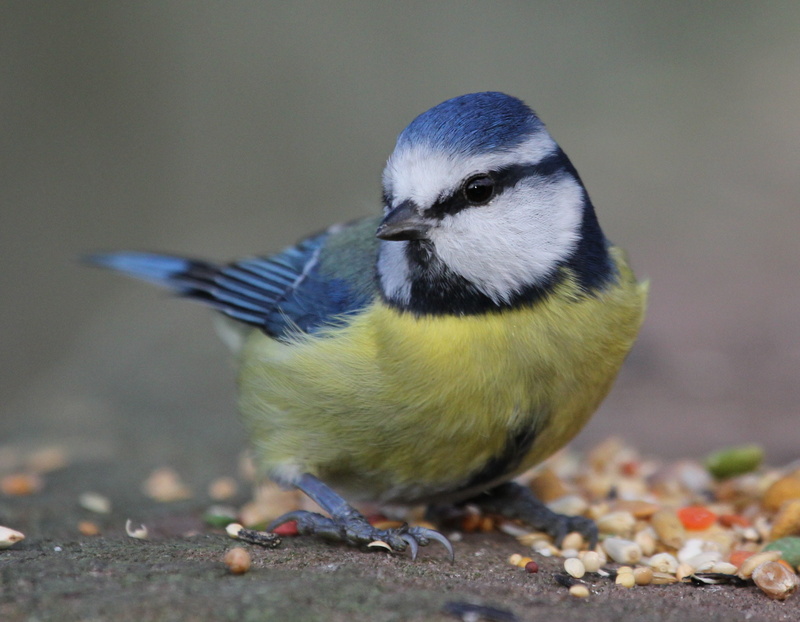 dom, animal wildlife, full length, eating, selective focus, no people, wings, creature, outdoors, majestic, feather, food, close, songbird, bird, 2K, animals in the wild
