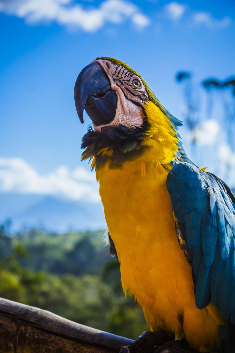 focus on foreground, yellow and blue, one animal, beak, tropical Climate, outdoors, blue parrot, animal, macaw, 5K, bird, multi Colored, animal wildlife