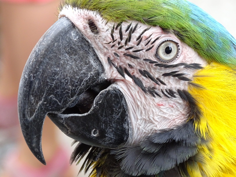 view, yellow, animal head, yellow macaw, animal, vertebrate, macaw, Ara, animal themes, beak, day, nature, blue, Parrot, bird castle, Portrait, yellow breast
