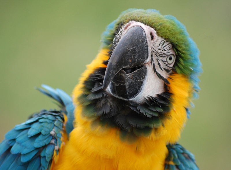 vertebrate, pet, bird, macaw, yellow, feathered, parakeet, zoo, blue, vivid, day, close-up, feathers, nature, domestic, animal head, photo, pets, animal wildlife