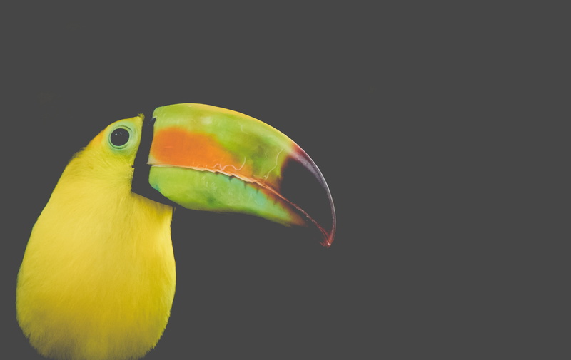 beak, nature, feather, sulfuratus, avian, 4K, profile view, eye, ornithology, portrait, long, animals in the wild, ramphastos, side view, tropical bird