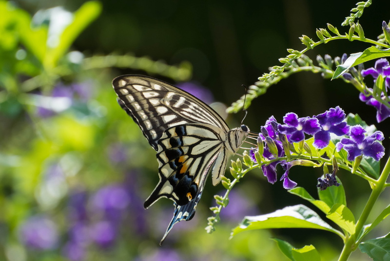 osaka, insect, VR, 大阪, butterfly - Insect, summer, purple, animal, black, beauty In Nature, daytime, nature, black butterfly, multi Colored, park, 4K