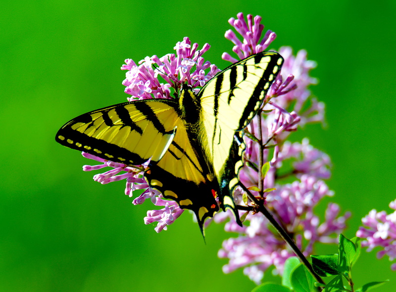 animals in the wild, close-up, summer, close, beauty In Nature, black butterfly, flower head, green Color, 4K, freshness, yellow, outdoors, black, blossom