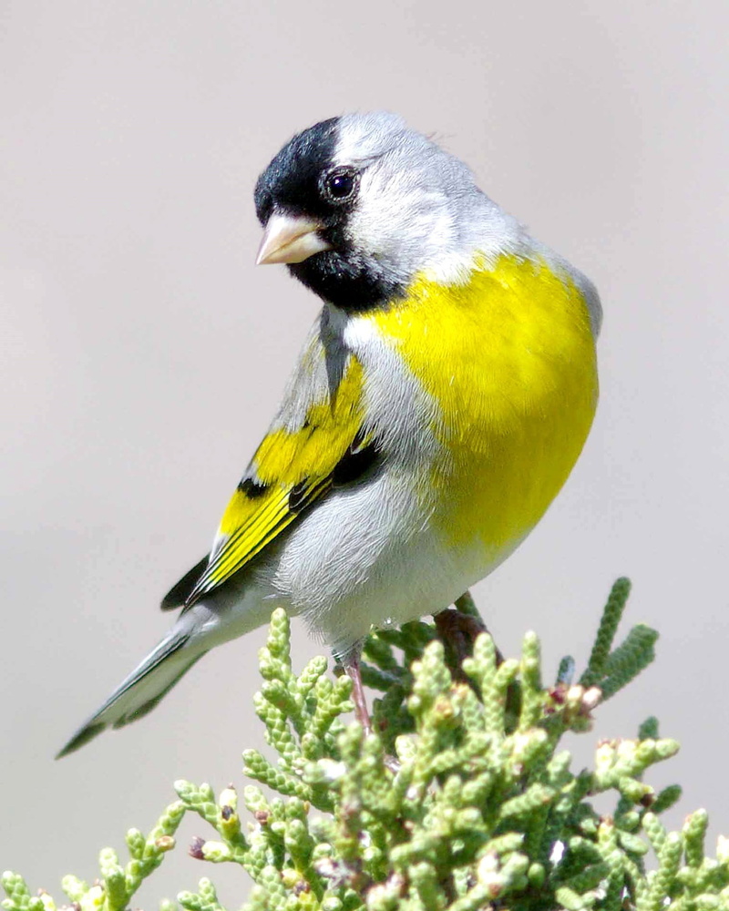 yellow, animal, lightning bird, close-up, animals in the wild, plant, colorful, perching, vertebrate, beak, animal themes, day, animal wildlife, goldfinch