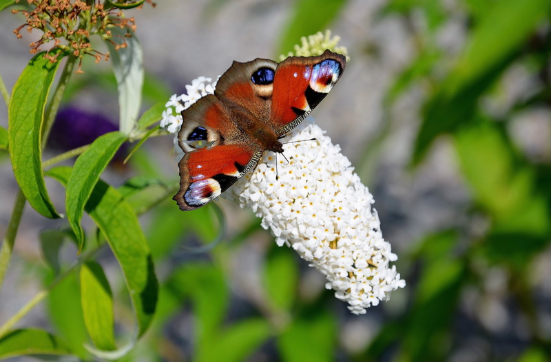 focus on foreground, insects, invertebrate, insect, animals in the wild, leave, flower, wildlife, focus, one animal, summer, selective, red, multi Colored