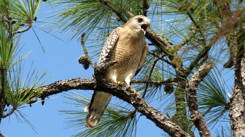 portrait, sky, animal themes, animal, bird, carnivore, owl, animal wildlife, no people, plant, clear sky, pine, tree, short, gray, 1080P, perching, animals in the wild
