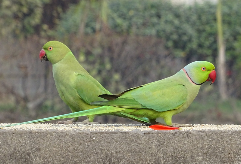 profile view, love, nature, green color, rack, parakeet, animal themes, bird, animals in the wild, vertebrate, psittacula krameri, india, fauna, day, group of animals