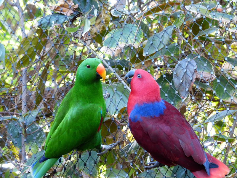 colorful, nature, two, plant part, branch, outdoors, parrot, animals In The Wild, eclectus roratus, 4K, red, tree, love, multi Colored, eclectus roratus riedeli