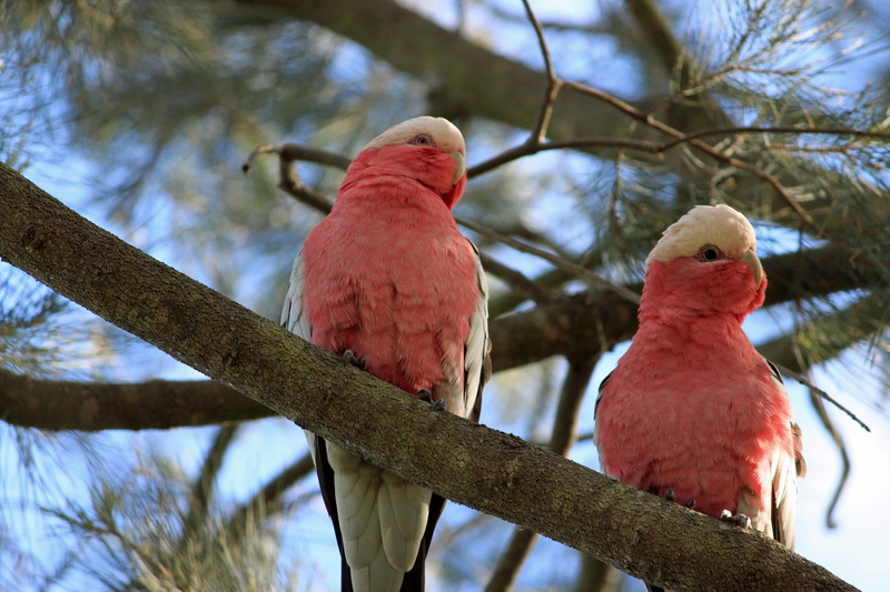 short, day, 4K, animal wildlife, tree, black, parrot, plant, nature, bird, animal themes, focus on foreground, australia, animals in the wild, outdoors