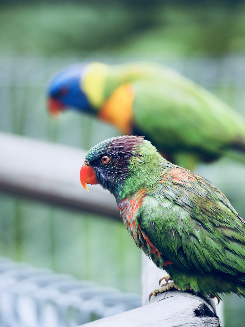 bright, beauty in nature, daylight, short, outside, tropical, outdoors, natural, color, vertebrate, perching, beak, colorful, animal wildlife, animal, parrot
