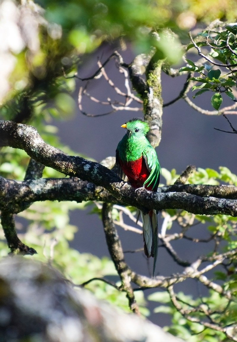 vertebrate, red, animal, selective focus, plant, green color, bird, perching, nature, 1080P, day, animal themes, quetzal, focus on foreground, rainbow lorikeet