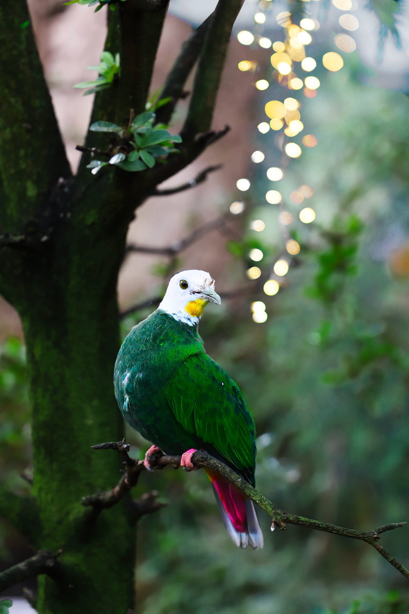 tree, close-up, bird, france, wild bird, white, animals in the wild, macaw, beak, hand, ivy, outdoors, animal themes, green, day, plant, forest, birch