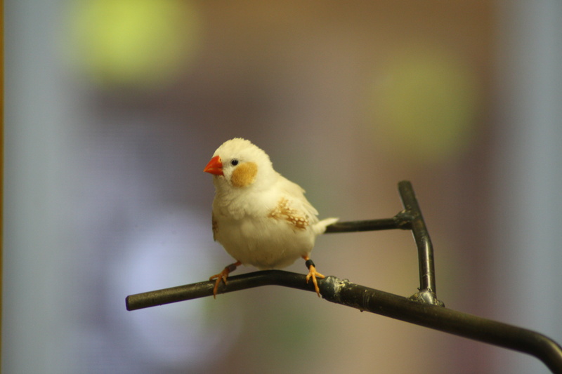 Duty, nature, canon, beak, Guard, closeup, caged, feathers, portrait, photography, focus, birds  eyes, animal, color, branch, song  bird, 4K, tree, captive