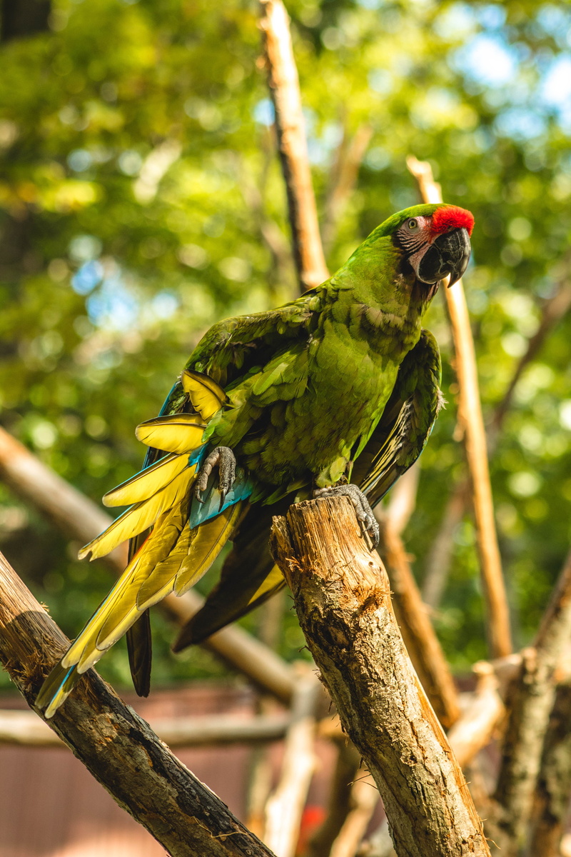 macaw, parrot, plant, focus on foreground, sit, birch, green color, animal, photography, bird, outdoors, no people, vertebrate, wild animal, green, perching