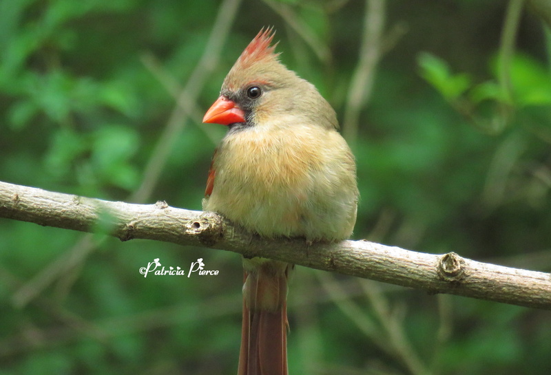 tree branch, female, nature, gray, animal, closeup, red short, branch, Alabama, photography, wildlife, beak, cardinal, 2K, closeup photography, outdoors