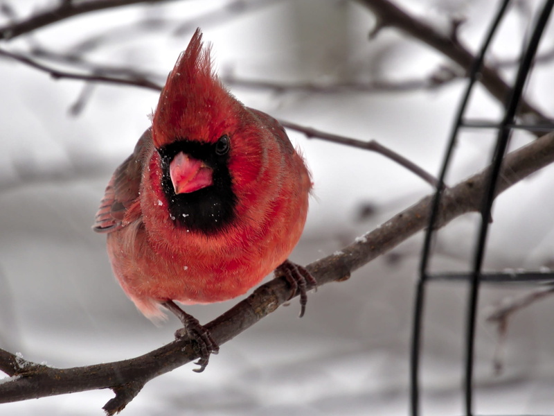 portrait, plant, animals in the wild, snow, limb, tilt shift photography, wildlife, branch, bird, no people, winter, close-up, focus on foreground, Tree branch