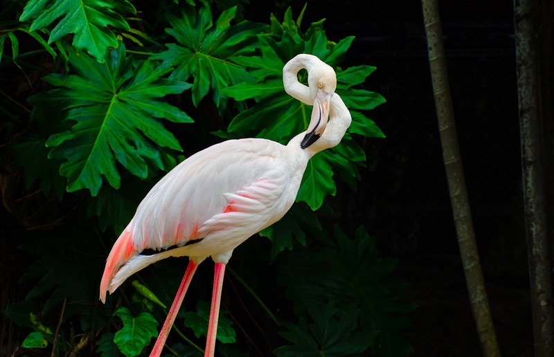 Pulau Pinang, f2.8, bird, brid, beak, portrait, George Town, nikon d7000, Perai, Phoenicopteridae, zoo, Butterworth, Nature, 自然, 北海, Malaysia, 鸟, penang island