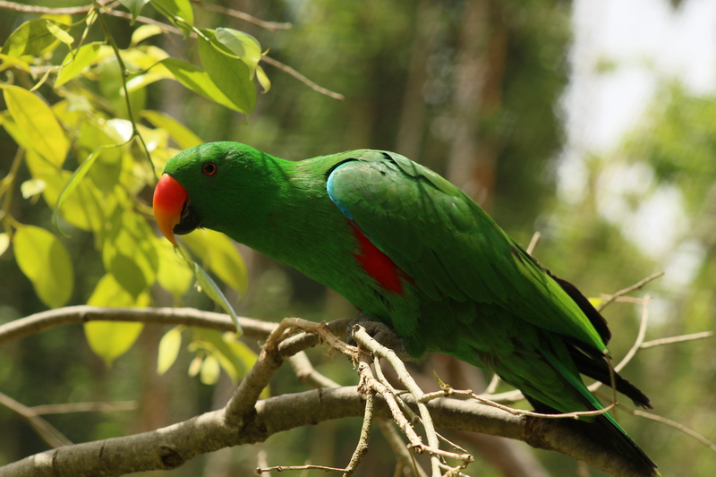 beauty in nature, red, Parrot, one animal, tropical Climate, focus on foreground, plant, animals And Pets, day, animal, animals In The Wild, multi Colored