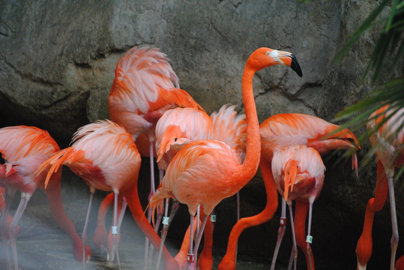 no people, animal themes, red, bird, neck, beauty in nature, animal, beak, fauna, focus, caribbean, day, animal neck, togetherness, pink, flamingos, tropic