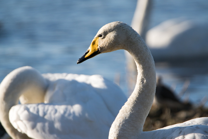 swan, nature, white swans, body, animal, white, lake, birding, england, body of water, uk, sawn, photo, whooper, three, 5K, martin, gi, close, swans, burscough
