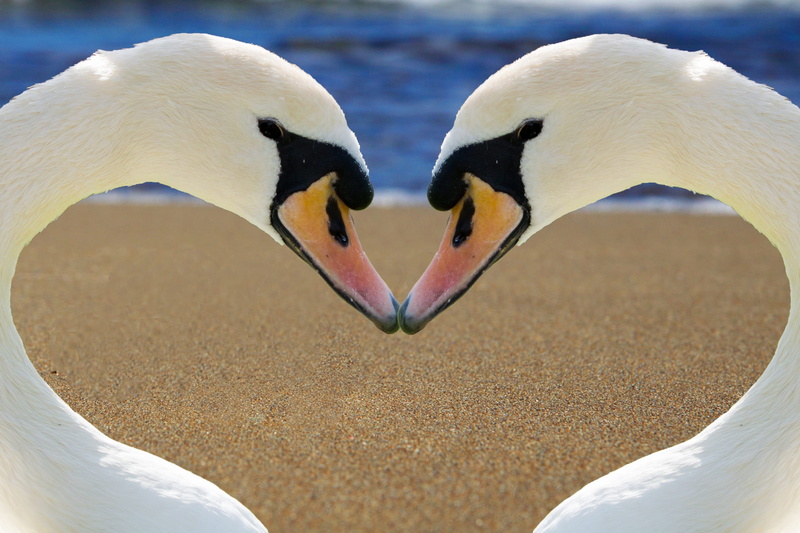 sea, bill, white swan, white, romantic, togetherness, animal neck, animal head, two animals, mute Swan, love, animal, kiss, swan, water Bird, two, animal themes