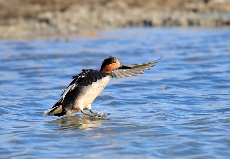 2K, feather, animal, beak, Green-Winged Teal, daytime, lake, white, black, bird, white duck, Wildlife, water, duck, body, Waterfowl, USFWS, Migratory Bird