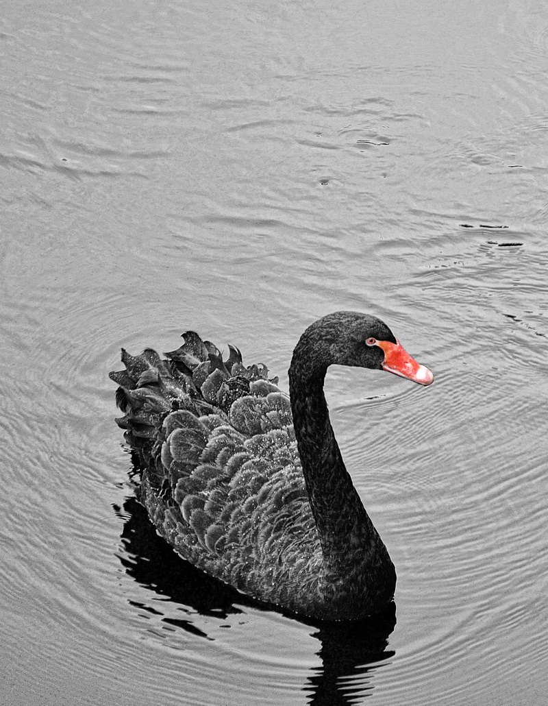 waterfront, black swan, lake, red, body, no people, Nature, wild, art, White, Swan, background, 1080P, animal, Water, romance, Bird, animals in the wild
