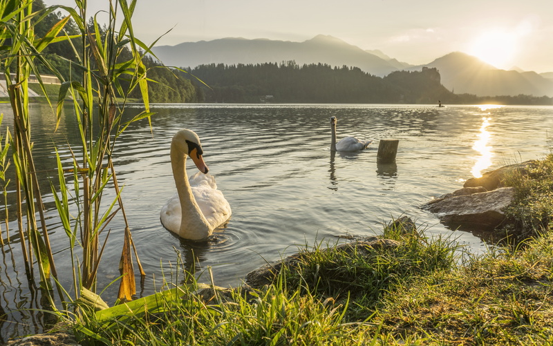 white, beauty in nature, day, neck, animal themes, sunrise, natural, reflection, mountains, graceful, animal, wild, coastal, tranquility, peaceful, grass