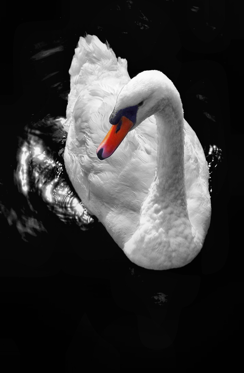 graceful, wild, pond, scene, outdoor, river, no people, wing, feather, lake, beak, elegance, nature, black, purity, peaceful, reflection, white color, body