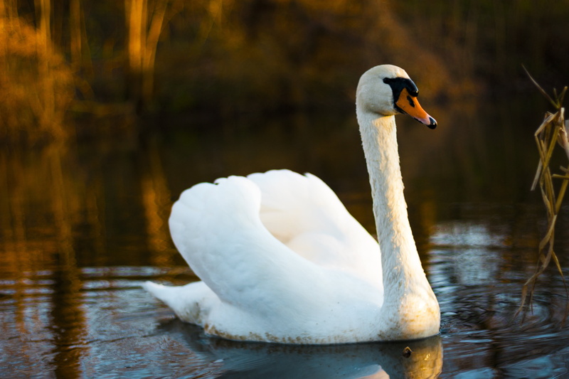 mute swan, outdoors, animal themes, bird, water bird, water, one animal, near, zoology, reflection, cygnet, feather, pond, swan, animal, outdoor, day, animal wildlife