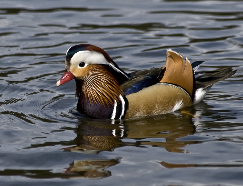 spring  beauty, Mandarin duck, Virginia Water, animal, mallard, body, colours, amazing, beak, Mallard duck, stillness, water Bird, bird, pond, feathers