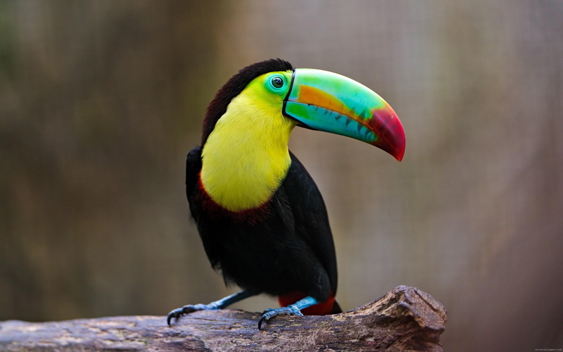 exotic, black, bird, 2K, colors, animal, toucan, nice, yellow