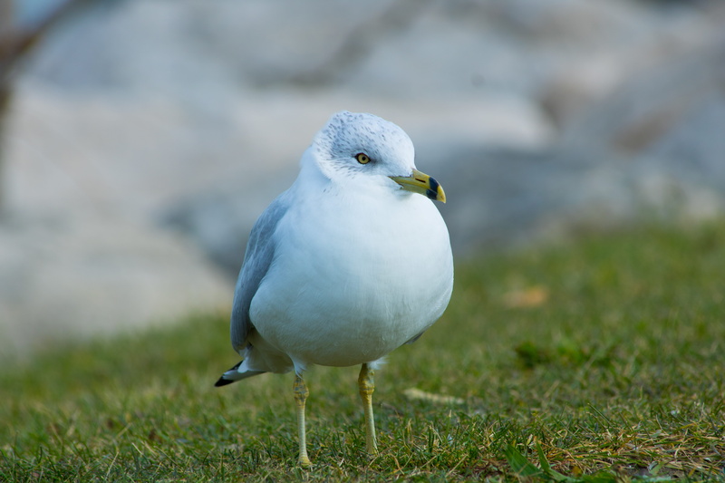 one animal, wildlife, dove - bird, white color, plant, beak, wings, day, blur, animal, grass, vertebrate, focus, close-up, feathers, nature, avian, perching