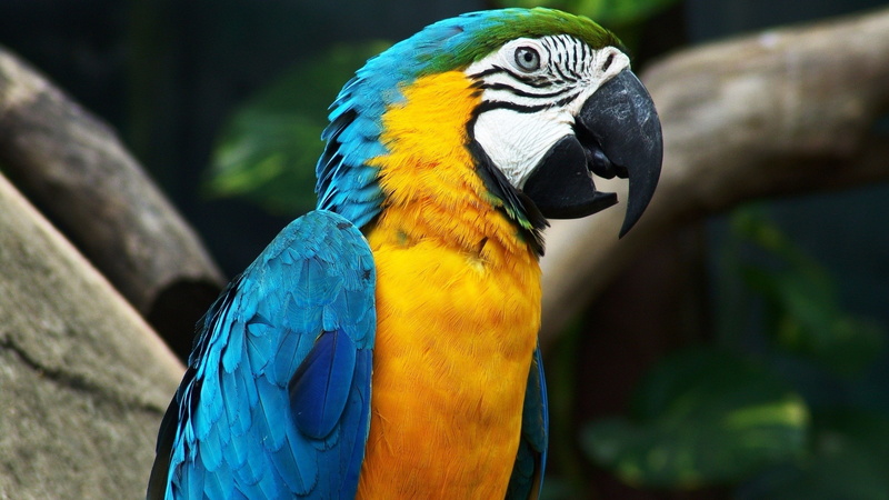 animal wildlife, animal themes, parrot, gold and blue macaw, animal body part, macaws, focus on foreground, bird, vertebrate, 2K, animals in the wild