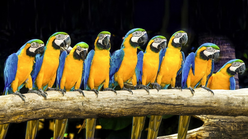 outdoors, no people, macaw, group of animals, animal themes, multi colored, gold and blue macaw, wood - material, animal body part, vertebrate, side by side