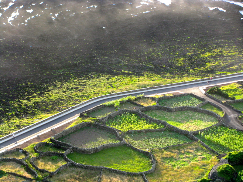 plant, sea, portugal, ilha das flores, scenics - nature, sunlight, green color, azores, environment, tranquility, beauty in nature, road, açores, landscape