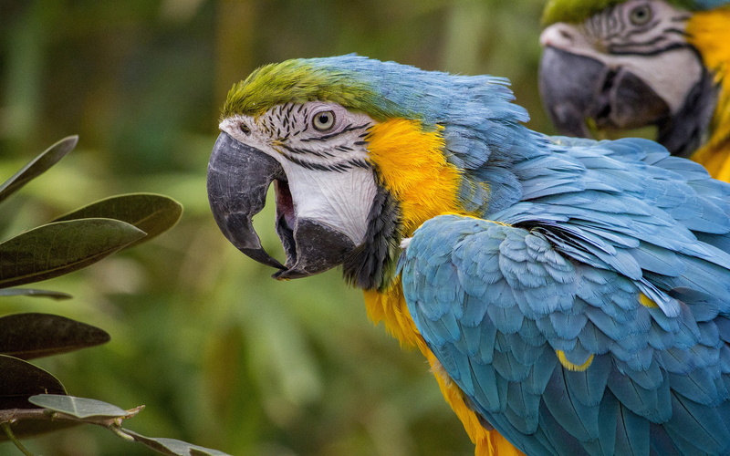 blue, close-up, nature, animal wildlife, outdoors, no people, parrot, focus on foreground, pc, yellow, animals in the wild, beauty in nature, hd, laptop