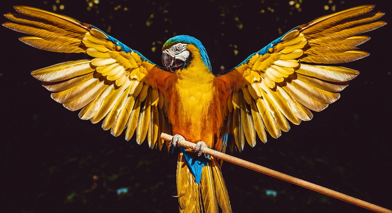 animal body part, animals in the wild, flying, contemplation, animal wing, animal, gold and blue macaw, wings, parrot, pen, spread wings, nature, macaw