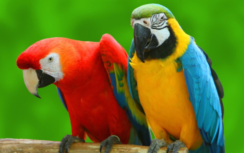 parrot, gold and blue macaw, scarlet macaw, yelow, multi colored, animals in the wild, hd, no people, macaw, red, perching, animal wildlife, two animals