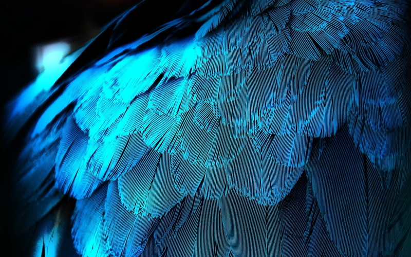 animal themes, vertebrate, macaw, pets, animal body part, beauty In Nature, bird, multi Colored, beige, animals In The Wild, blue, nature, texture, gold and blue macaw