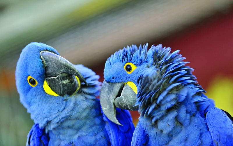 zoo, blue, pets, animal wildlife, animal, two, vibrant Color, focus on foreground, multi Colored, beauty In Nature, parrot, red, close-up, beak, colors