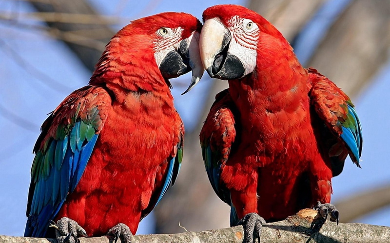 two animals, nature, pair, color, macaws, no people, parrot, perching, group of animals, togetherness, cute, zoo, animal Wing, couple, 1080P, scarlet macaw