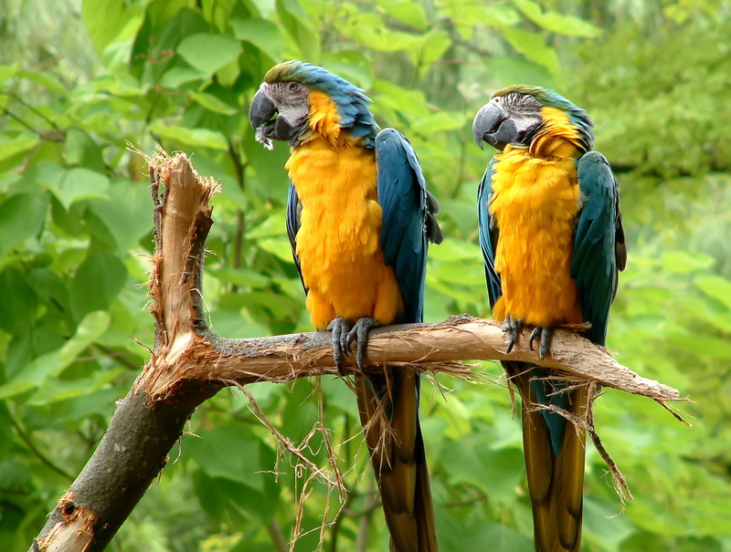 tree, yellow, vegetation, bird, day, branch, group of animals, jungle, 2K, gold and blue macaw, animal family, twig, animal themes, nature, macaw, perching