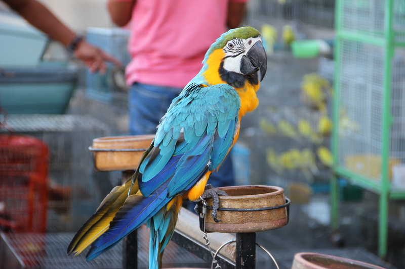 exotic, perching, pets, metal, cage, multi Colored, parrot, close-up, day, bird, animals in captivity, nature, wildlife, no people, gold and blue macaw